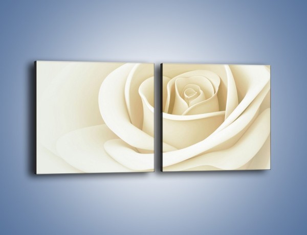 Obraz na płótnie – Róża niczym delikatny krem – dwuczęściowy kwadratowy poziomy K708