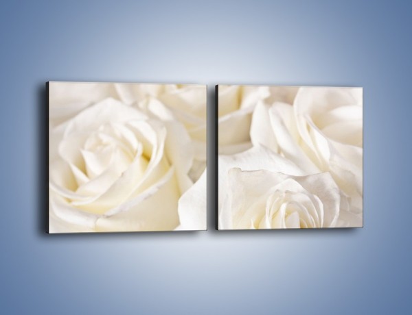 Obraz na płótnie – Dywan z białych róż – dwuczęściowy kwadratowy poziomy K711