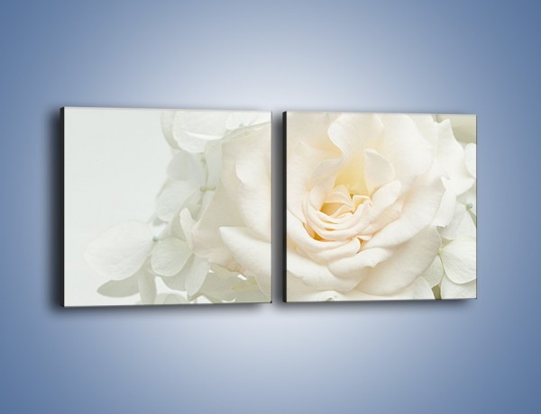 Obraz na płótnie – Czysta biel kwiatów – dwuczęściowy kwadratowy poziomy K712
