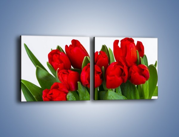 Obraz na płótnie – Tulipany na dzień kobiet – dwuczęściowy kwadratowy poziomy K740