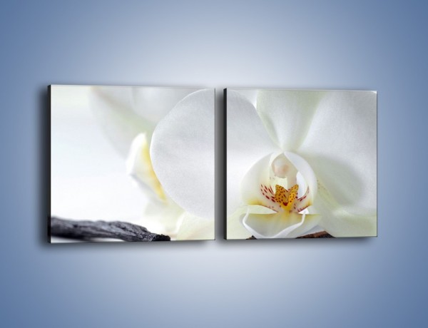 Obraz na płótnie – Laski wanilii i kwiat – dwuczęściowy kwadratowy poziomy K750