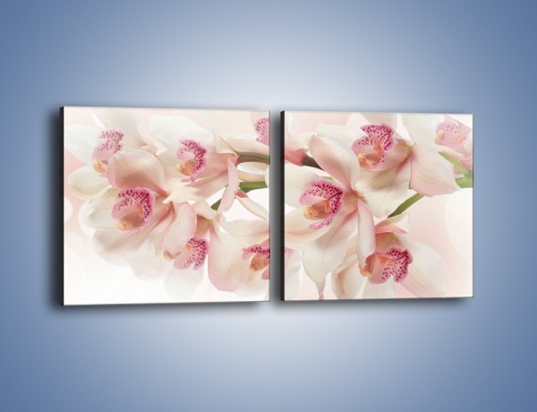 Obraz na płótnie – Szlachetne różowe storczyki – dwuczęściowy kwadratowy poziomy K756