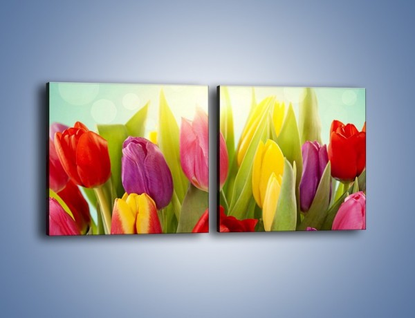 Obraz na płótnie – Tulipany w pierwszym rzędzie – dwuczęściowy kwadratowy poziomy K760