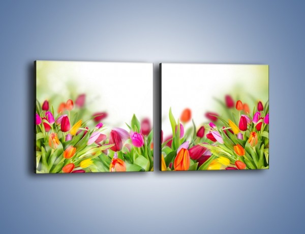 Obraz na płótnie – Tulipanowe bukieciki – dwuczęściowy kwadratowy poziomy K763