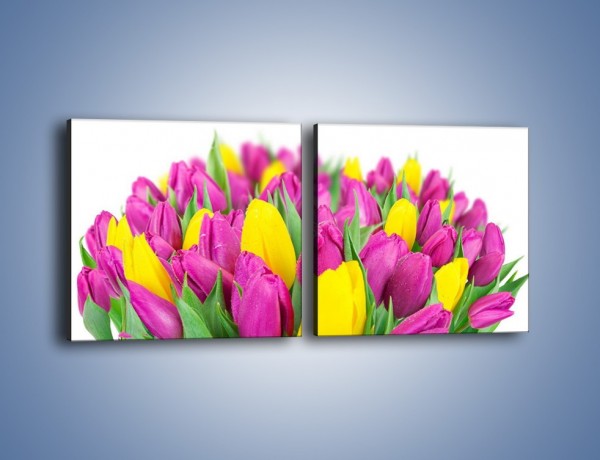 Obraz na płótnie – Bukiet fioletowo-żółtych tulipanów – dwuczęściowy kwadratowy poziomy K778