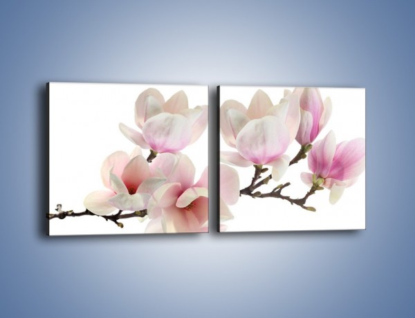 Obraz na płótnie – Zerwana gałązka magnolii – dwuczęściowy kwadratowy poziomy K780