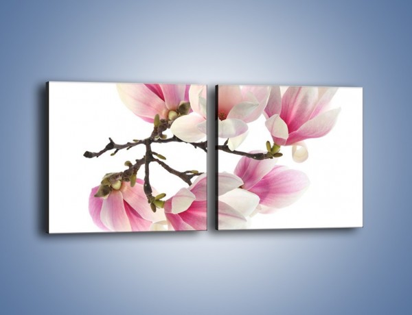 Obraz na płótnie – Wirujące kwiaty magnolii – dwuczęściowy kwadratowy poziomy K781