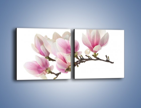 Obraz na płótnie – Rzut na gałąź magnolii – dwuczęściowy kwadratowy poziomy K782