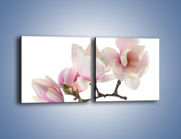 Obraz na płótnie – Obcięte gałązki białych różowych kwiatów – dwuczęściowy kwadratowy poziomy K783