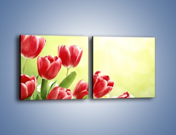 Obraz na płótnie – Polne tulipany i stokrotki – dwuczęściowy kwadratowy poziomy K789