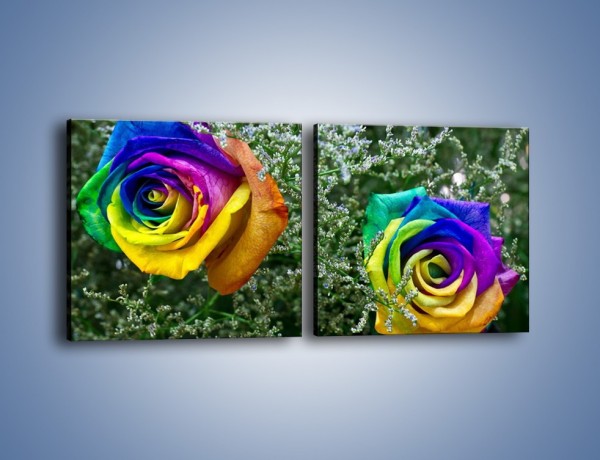 Obraz na płótnie – Kolorowe różane główki – dwuczęściowy kwadratowy poziomy K800