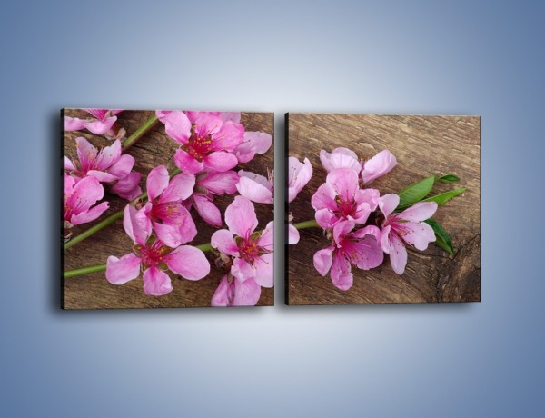 Obraz na płótnie – Kwiat wiśni z bliska – dwuczęściowy kwadratowy poziomy K806