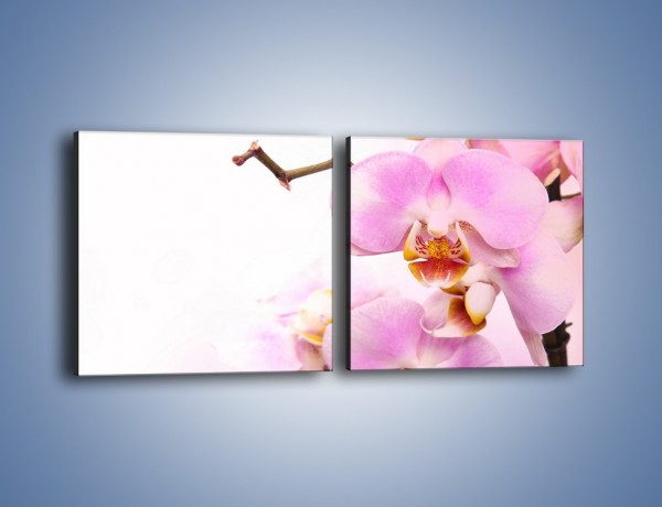 Obraz na płótnie – Delikatny motyw z kwiatami – dwuczęściowy kwadratowy poziomy K815