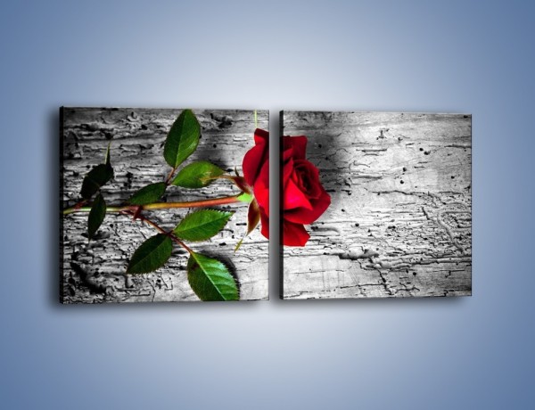 Obraz na płótnie – Róża na surowym tle – dwuczęściowy kwadratowy poziomy K843