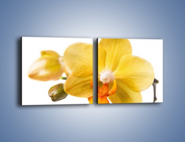Obraz na płótnie – Kwiat jak soczysta pomarańcza – dwuczęściowy kwadratowy poziomy K851