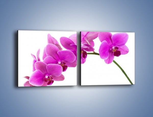 Obraz na płótnie – Kwiaty w lewą stronę – dwuczęściowy kwadratowy poziomy K853