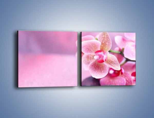 Obraz na płótnie – Mokry kwiatowy pejzaż – dwuczęściowy kwadratowy poziomy K860