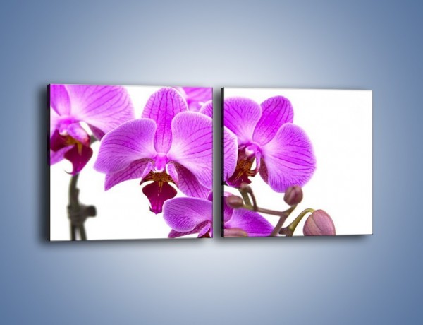 Obraz na płótnie – Samotne kwiaty bez dodatków – dwuczęściowy kwadratowy poziomy K870