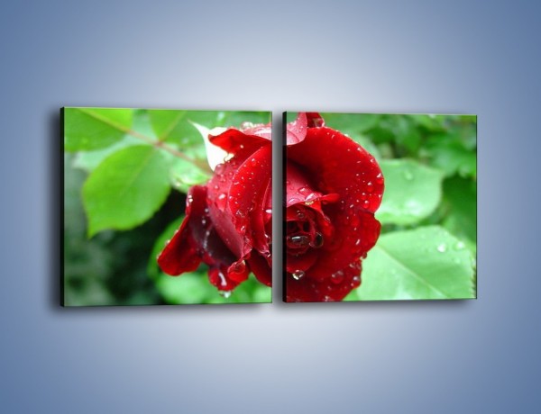 Obraz na płótnie – Zdrowa róża w ogrodzie – dwuczęściowy kwadratowy poziomy K875