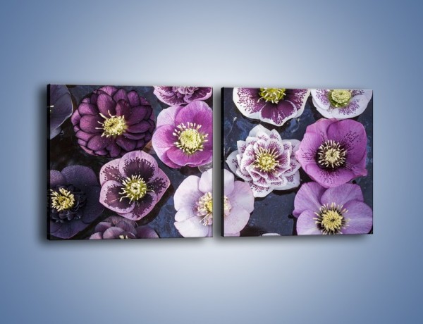 Obraz na płótnie – Wszystkie odcienie fioletu w kwiatach – dwuczęściowy kwadratowy poziomy K876