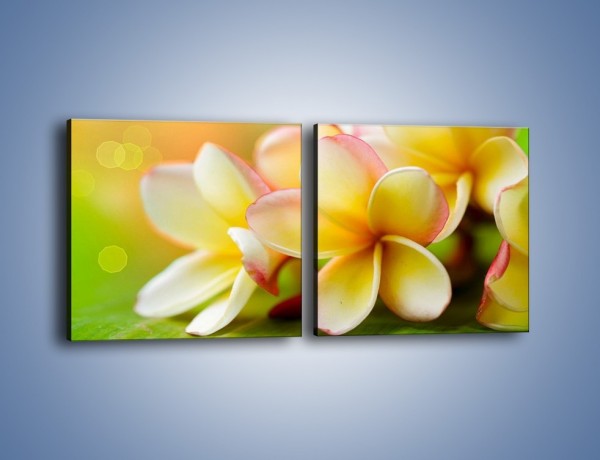 Obraz na płótnie – Kwiaty jak marcepanowe wypieki – dwuczęściowy kwadratowy poziomy K898