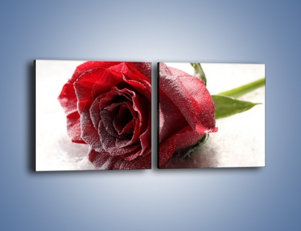 Obraz na płótnie – Zimne podłoże i czerwona róża – dwuczęściowy kwadratowy poziomy K933