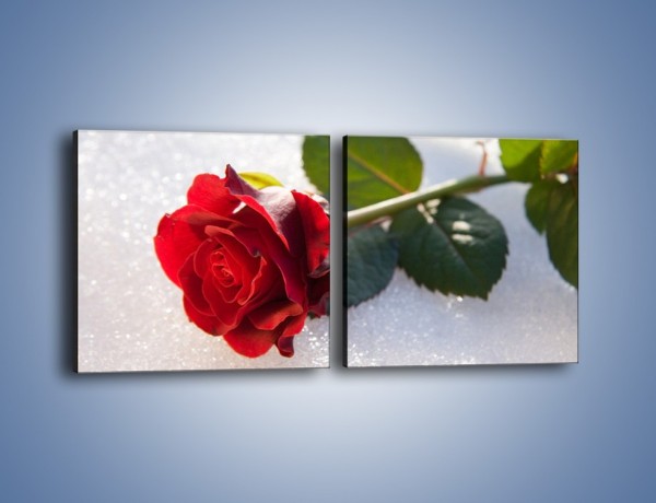 Obraz na płótnie – Gorąca róża na zmrożonej tafli – dwuczęściowy kwadratowy poziomy K946