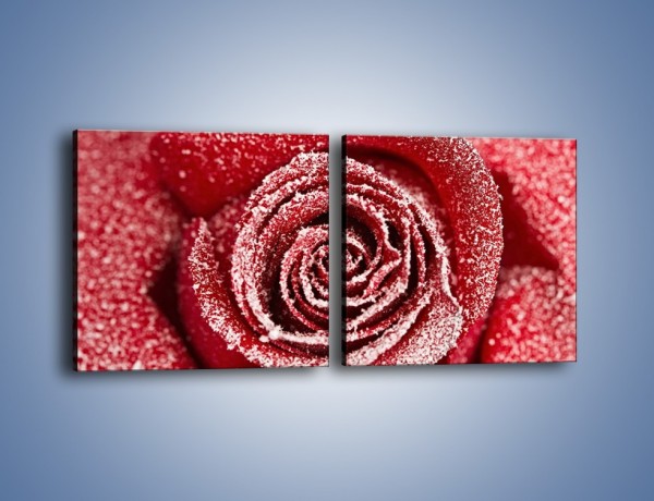 Obraz na płótnie – Szron na różanych płatkach – dwuczęściowy kwadratowy poziomy K958