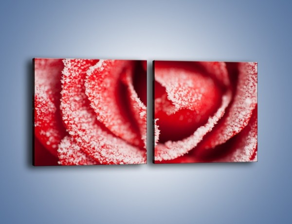 Obraz na płótnie – Zima widoczna na róży – dwuczęściowy kwadratowy poziomy K974