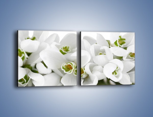 Obraz na płótnie – Niewinne kwiaty z zielonymi oczkami – dwuczęściowy kwadratowy poziomy K988