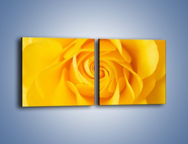 Obraz na płótnie – Moc żółtej róży – dwuczęściowy kwadratowy poziomy K989
