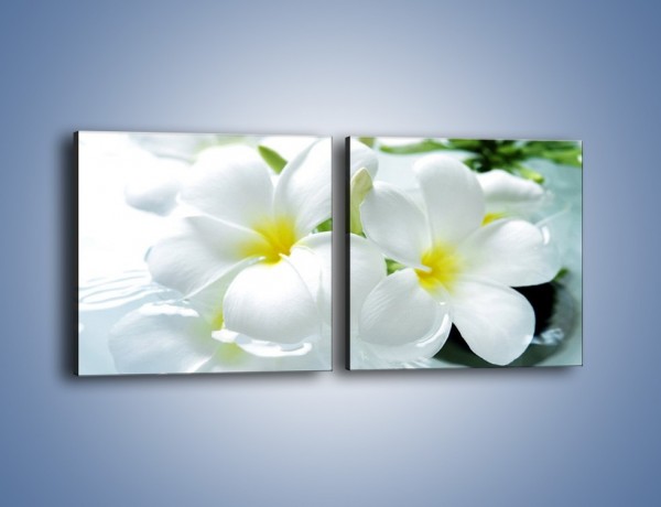 Obraz na płótnie – Białe kwiaty w potoku – dwuczęściowy kwadratowy poziomy K991