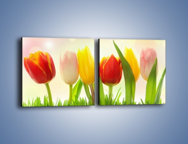 Obraz na płótnie – Sześć małych tulipanków – dwuczęściowy kwadratowy poziomy K996