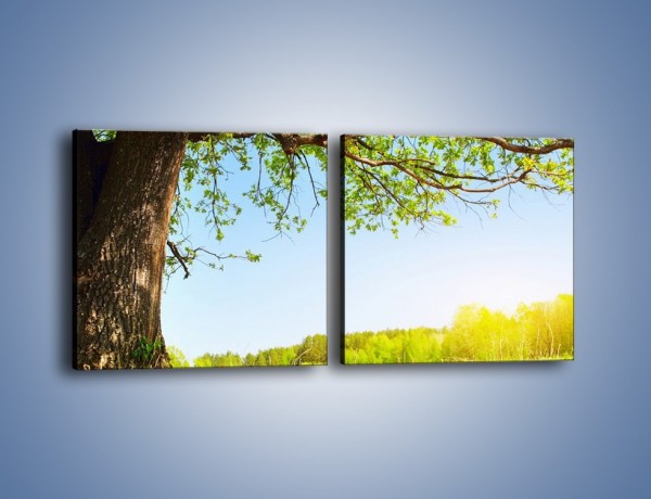 Obraz na płótnie – Drzewo na wsi – dwuczęściowy kwadratowy poziomy KN024