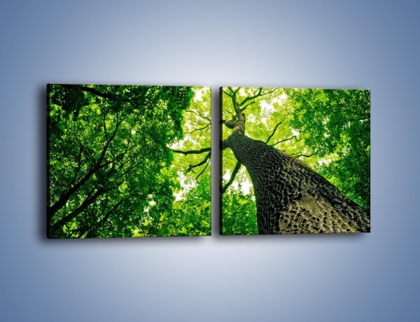 Obraz na płótnie – Wysoko na drzewie – dwuczęściowy kwadratowy poziomy KN1070