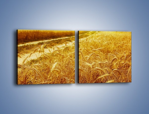 Obraz na płótnie – Pola pełne pszenicy – dwuczęściowy kwadratowy poziomy KN115