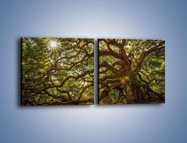 Obraz na płótnie – Drzewo które ma tysiąc rąk – dwuczęściowy kwadratowy poziomy KN1186A
