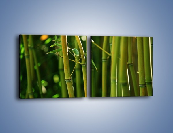 Obraz na płótnie – Bambusowe łodygi z bliska – dwuczęściowy kwadratowy poziomy KN118