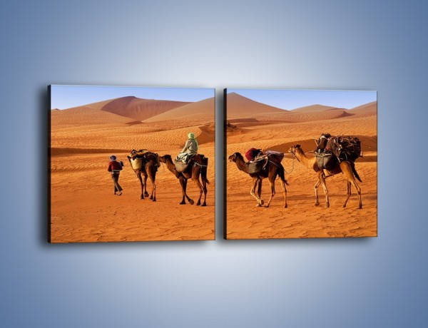 Obraz na płótnie – Idą wielbłądy przez pustynię – dwuczęściowy kwadratowy poziomy KN1237A