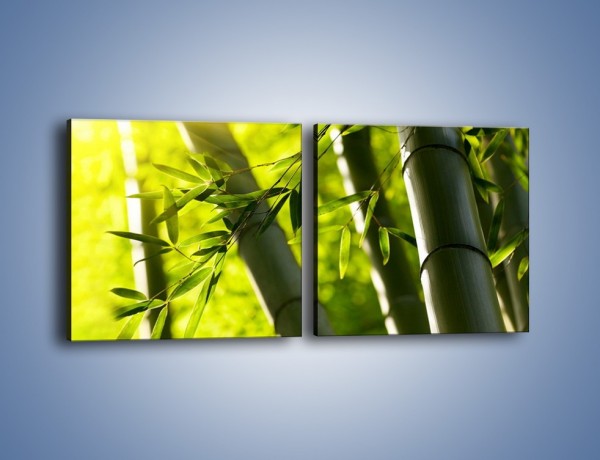 Obraz na płótnie – Twarde łodygi bambusa – dwuczęściowy kwadratowy poziomy KN1314A