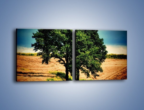 Obraz na płótnie – Para zaprzyjaźnionych drzew – dwuczęściowy kwadratowy poziomy KN571