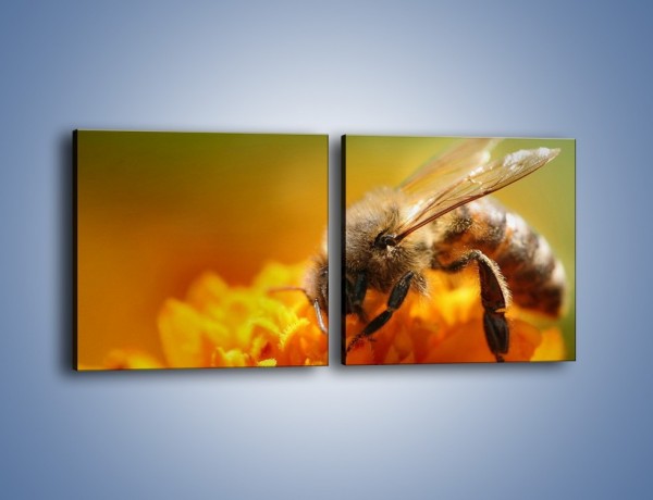 Obraz na płótnie – Pszczoła zbierająca nektar – dwuczęściowy kwadratowy poziomy Z002