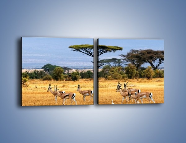 Obraz na płótnie – Antylopy w słonecznej afryce – dwuczęściowy kwadratowy poziomy Z003