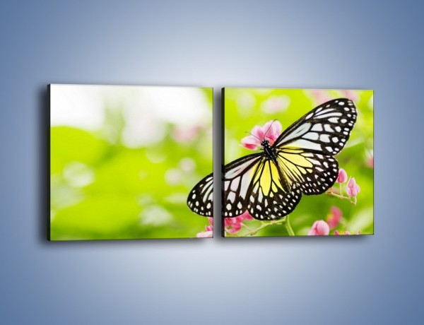 Obraz na płótnie – Motyl w letni poranek – dwuczęściowy kwadratowy poziomy Z004