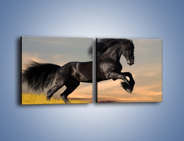Obraz na płótnie – Czarny koń w galopie – dwuczęściowy kwadratowy poziomy Z008
