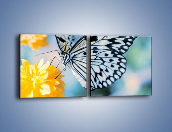 Obraz na płótnie – Motyw zebry w motylu – dwuczęściowy kwadratowy poziomy Z010