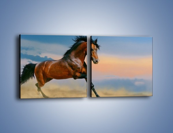 Obraz na płótnie – Brązowy koń na pustyni – dwuczęściowy kwadratowy poziomy Z011