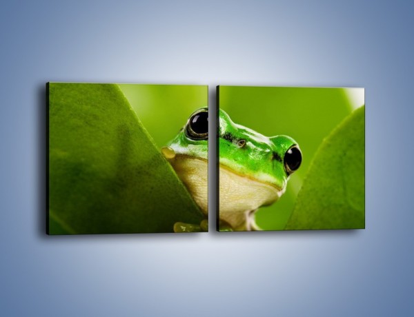 Obraz na płótnie – Zielony świat żabki – dwuczęściowy kwadratowy poziomy Z014
