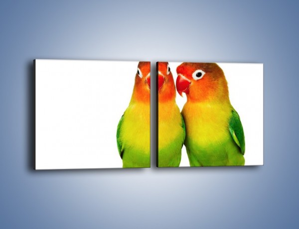 Obraz na płótnie – Sekrety uśmiechniętych papug – dwuczęściowy kwadratowy poziomy Z017