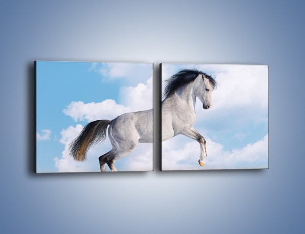 Obraz na płótnie – Białe obłoki i koń – dwuczęściowy kwadratowy poziomy Z019